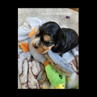 Cocker Spaniel (Working &amp; Show) - Both