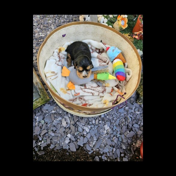 Cocker Spaniel (Working &amp; Show) - Both
