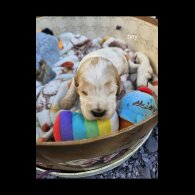Cocker Spaniel (Working &amp; Show) - Both