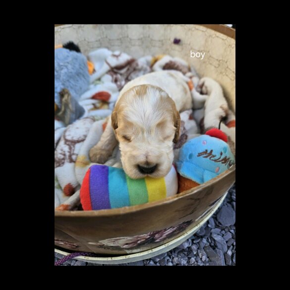 Cocker Spaniel (Working &amp; Show) - Both