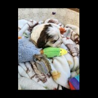 Cocker Spaniel (Working &amp; Show) - Both