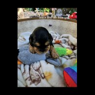 Cocker Spaniel (Working &amp; Show) - Both