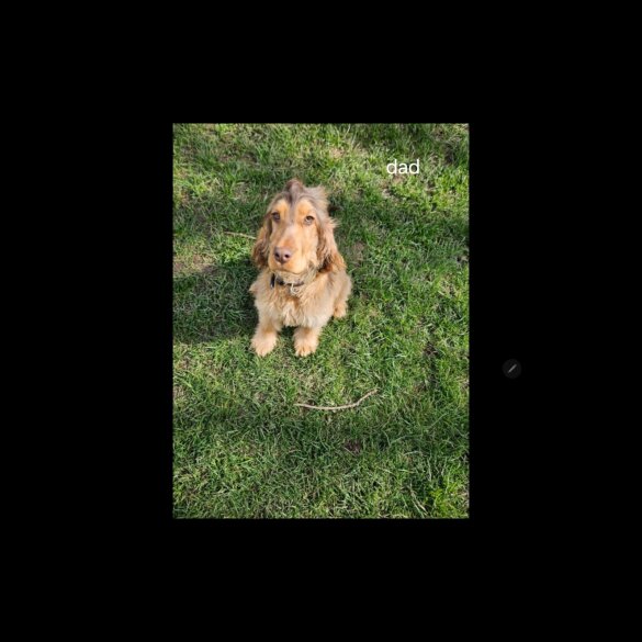 Cocker Spaniel (Working &amp; Show) - Both