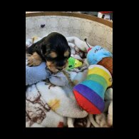 Cocker Spaniel (Working &amp; Show) - Both