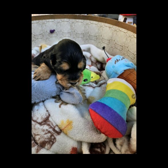 Cocker Spaniel (Working &amp; Show) - Both