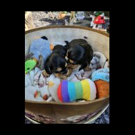 Cocker Spaniel (Working &amp; Show) - Both