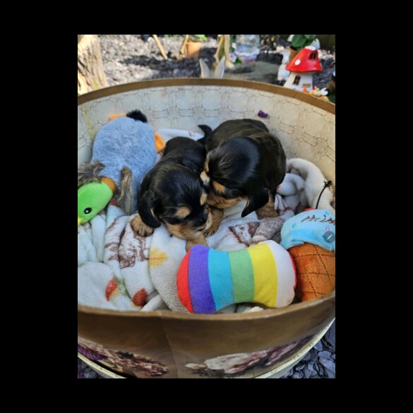 Cocker Spaniel (Working &amp; Show) - Both