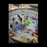 Cocker Spaniel (Working &amp; Show) - Both