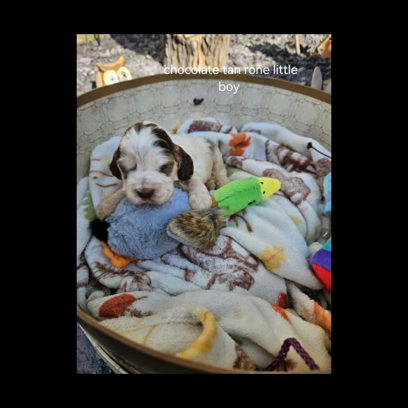 Cocker Spaniel (Working &amp; Show) - Both