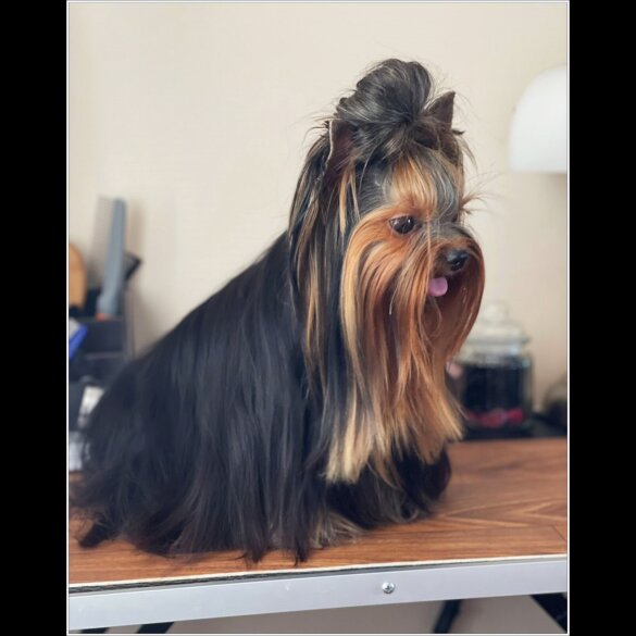 Yorkshire Terrier - Both
