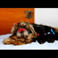 Yorkshire Terrier - Both