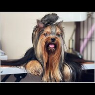 Yorkshire Terrier - Both