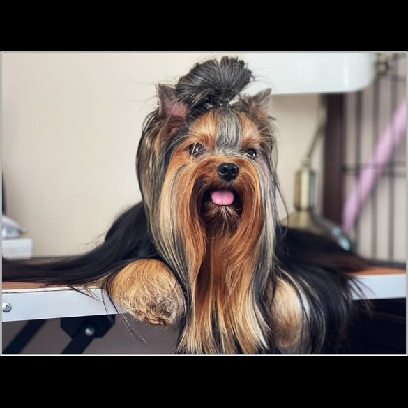 Yorkshire Terrier - Both