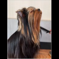 Yorkshire Terrier - Both