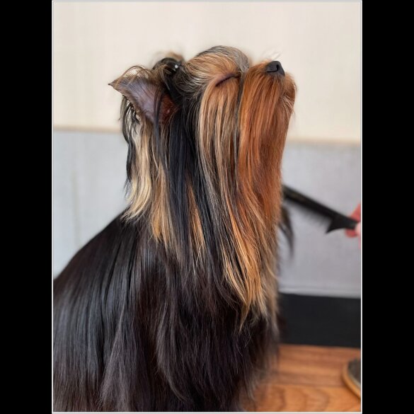 Yorkshire Terrier - Both