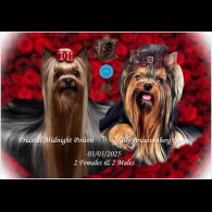 Yorkshire Terrier - Both