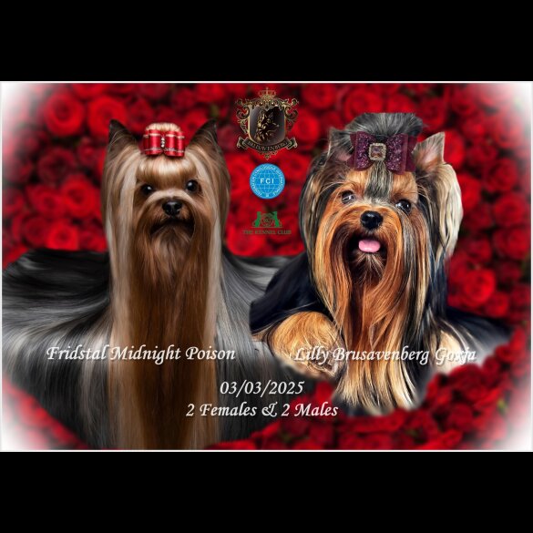 Yorkshire Terrier - Both