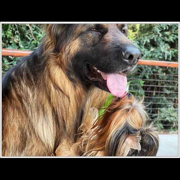 Yorkshire Terrier - Both