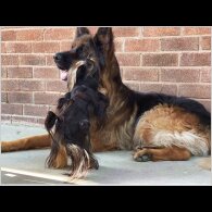 Yorkshire Terrier - Both