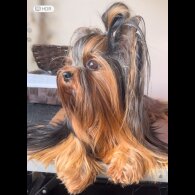 Yorkshire Terrier - Both