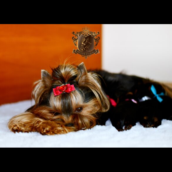 Yorkshire Terrier - Both