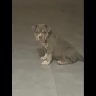 American Bulldog - Both