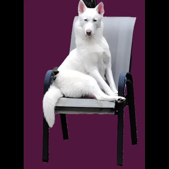 Siberian Husky - Both