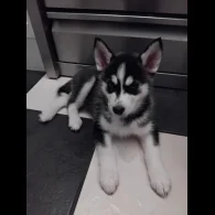 Siberian Husky - Both