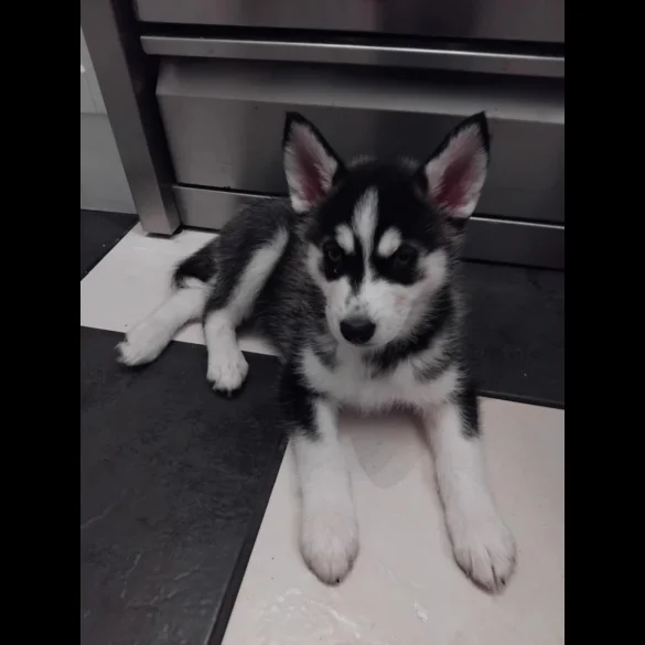 Siberian Husky - Both
