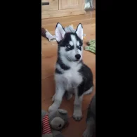 Siberian Husky - Both