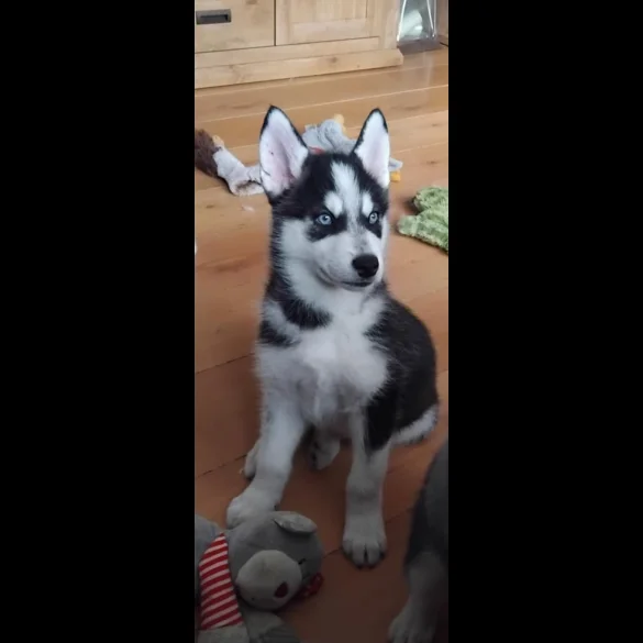 Siberian Husky - Both