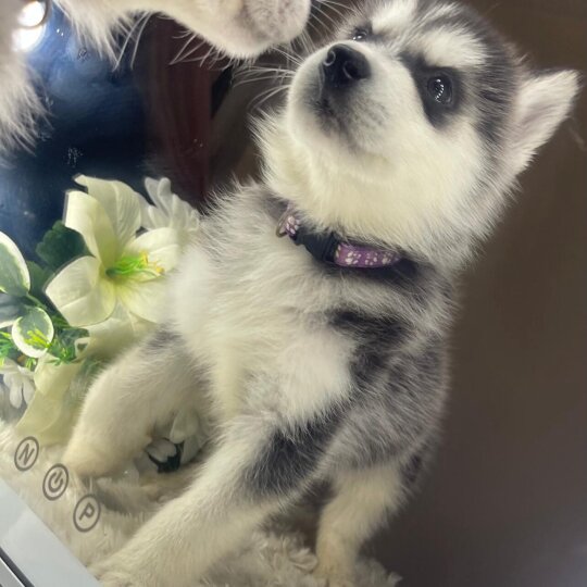 Siberian Husky - Both