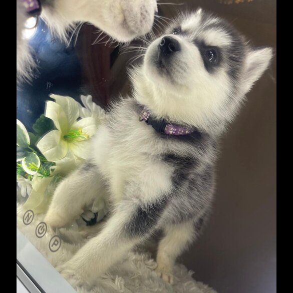Siberian Husky - Both
