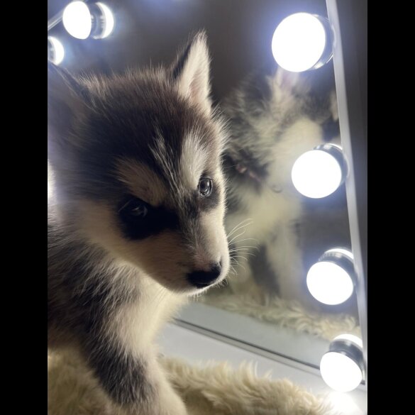 Siberian Husky - Both