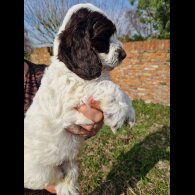 Cockapoo - Both