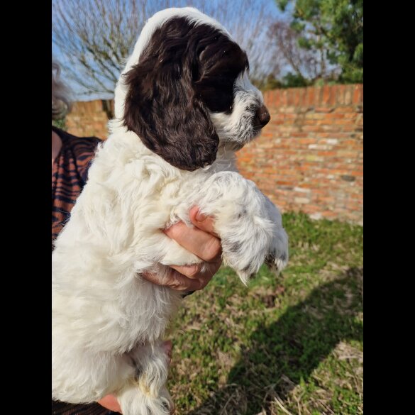 Cockapoo - Both