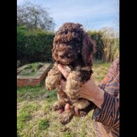 Cockapoo - Both