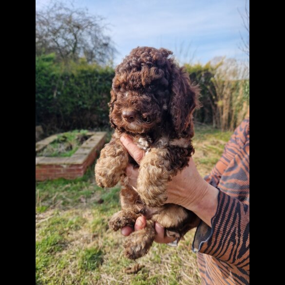 Cockapoo - Both