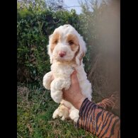 Cockapoo - Both