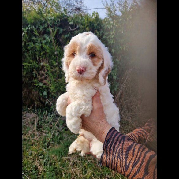 Cockapoo - Both