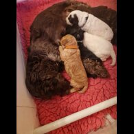 Cockapoo - Both