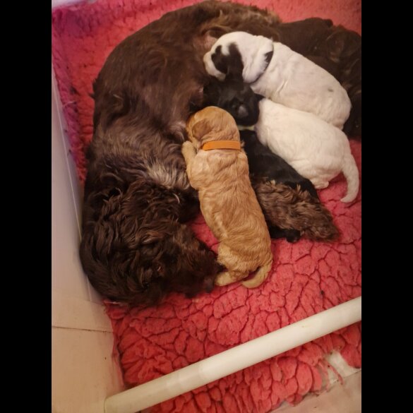 Cockapoo - Both