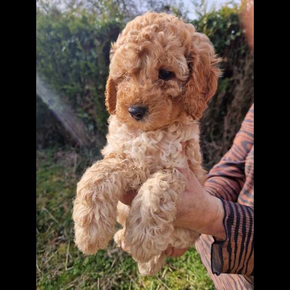 Cockapoo - Both