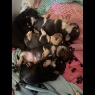 French Bulldog - Both