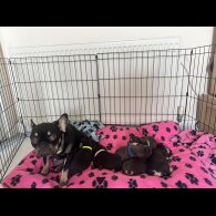 French Bulldog - Both