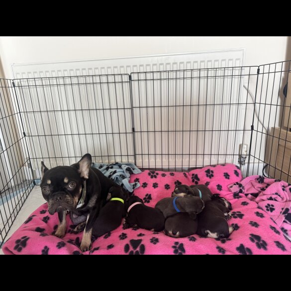 French Bulldog - Both