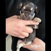 French Bulldog - Both