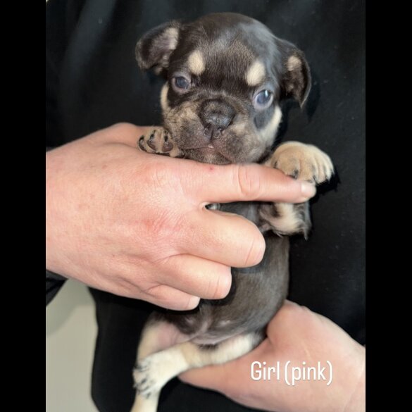 French Bulldog - Both