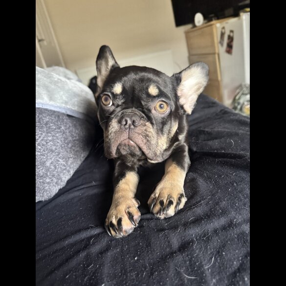 French Bulldog - Both