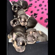 French Bulldog - Both